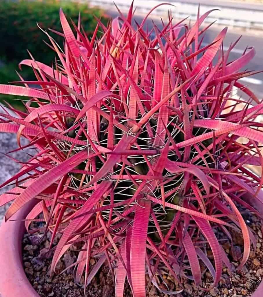 ferocactus gracilis fire barrel cactus