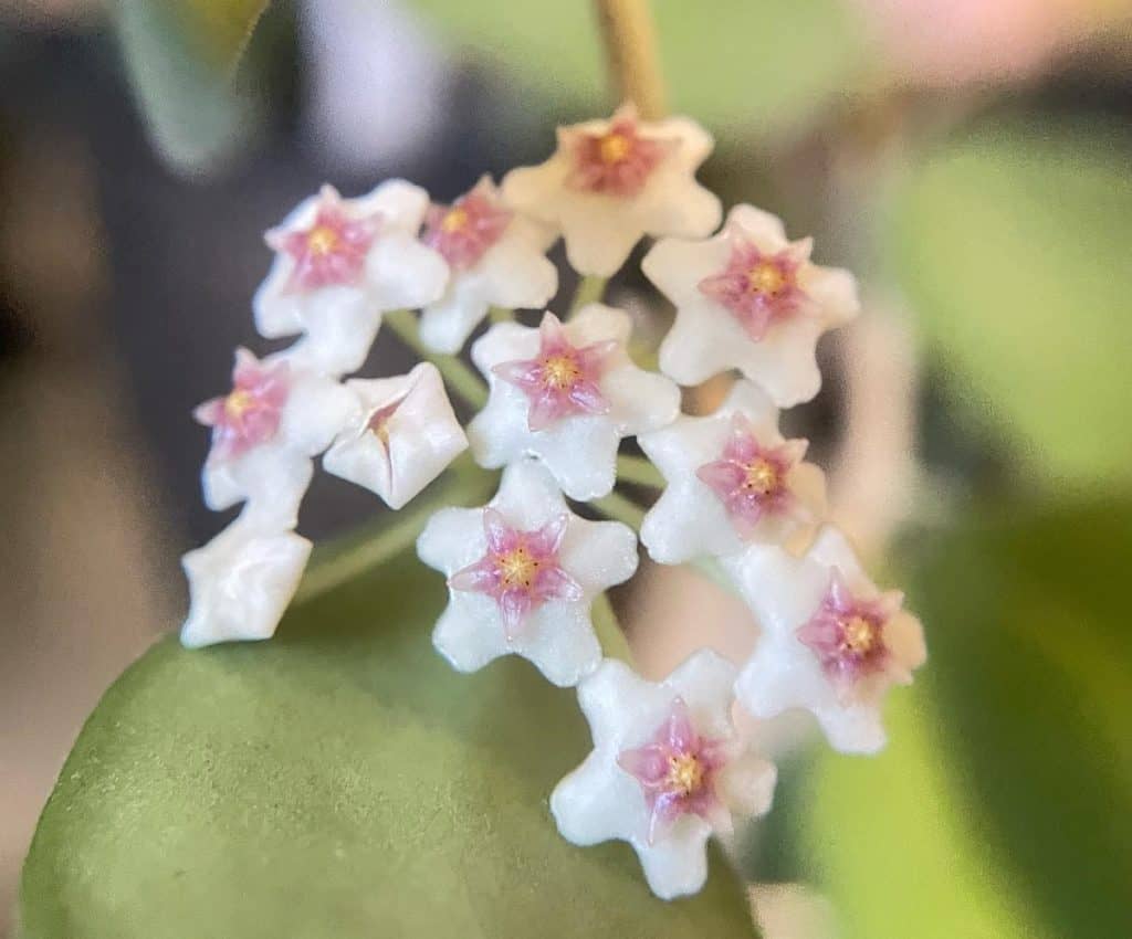 hoya nummularioides