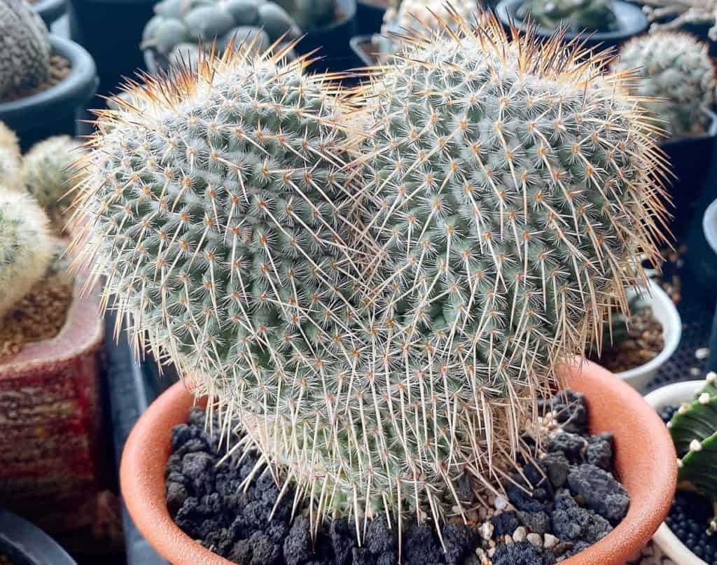 mammillaria parkinsonii