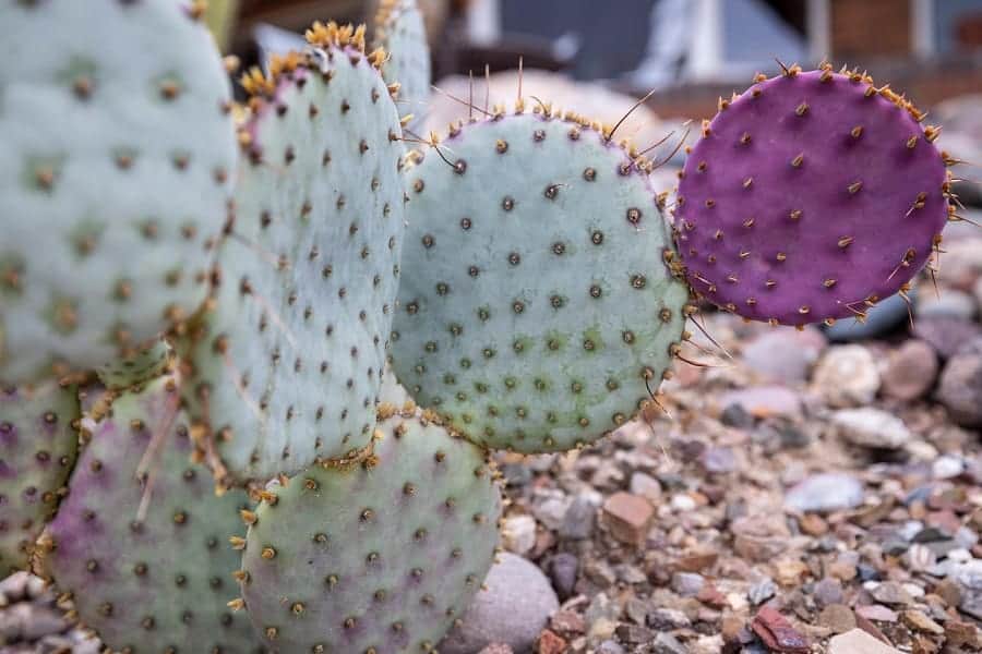 opuntia violacea santa rita