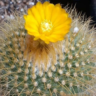 parodia aureispina