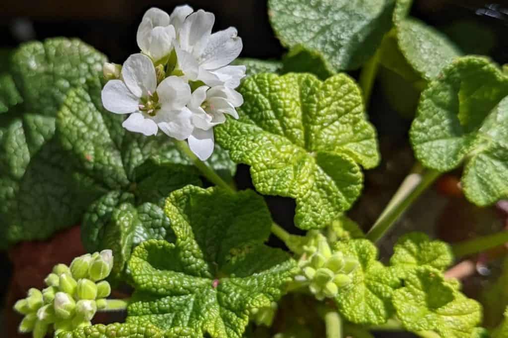 pelargonium cotyledonis