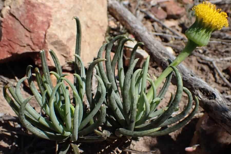 senecio acaulis