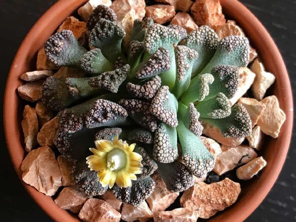 titanopsis calcarea care