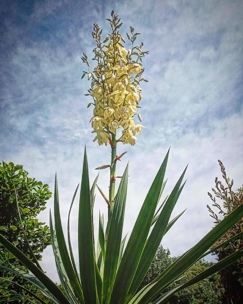 yucca pendula