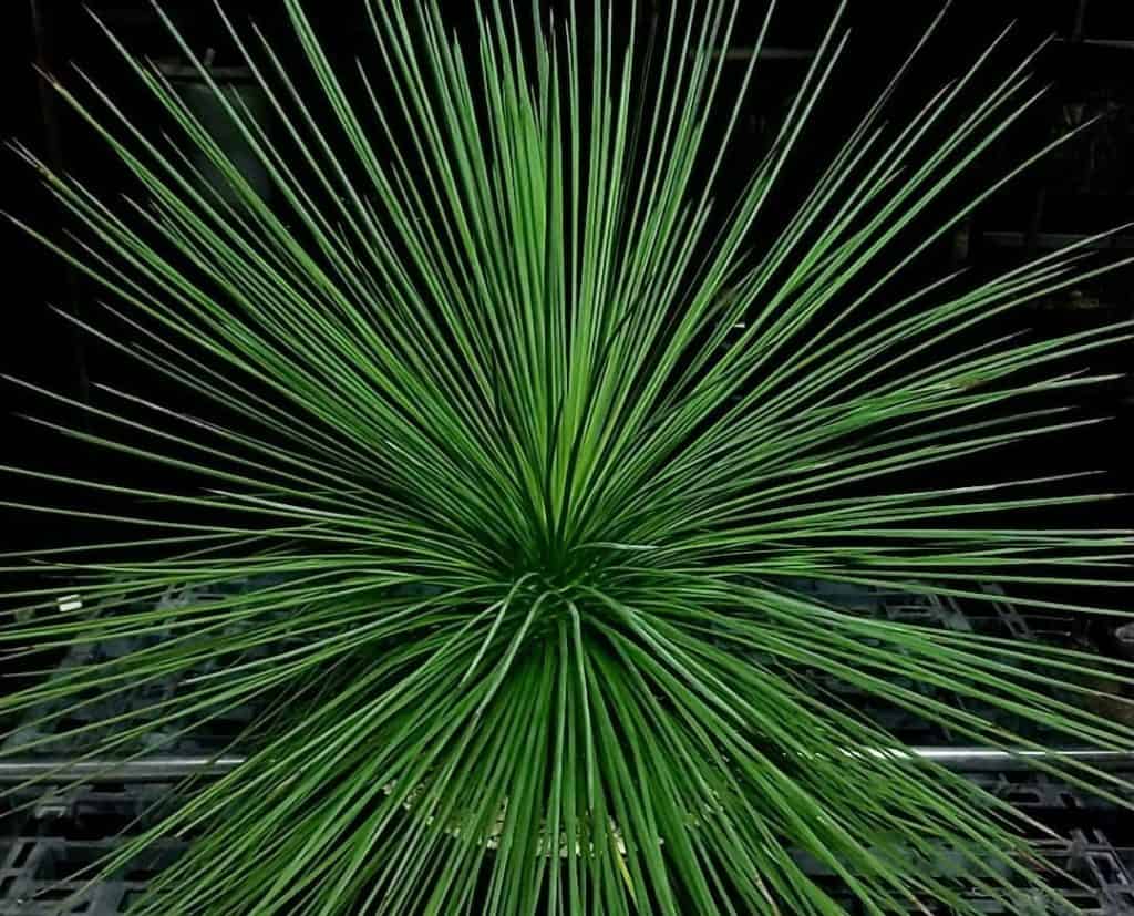 yucca queretaroensis
