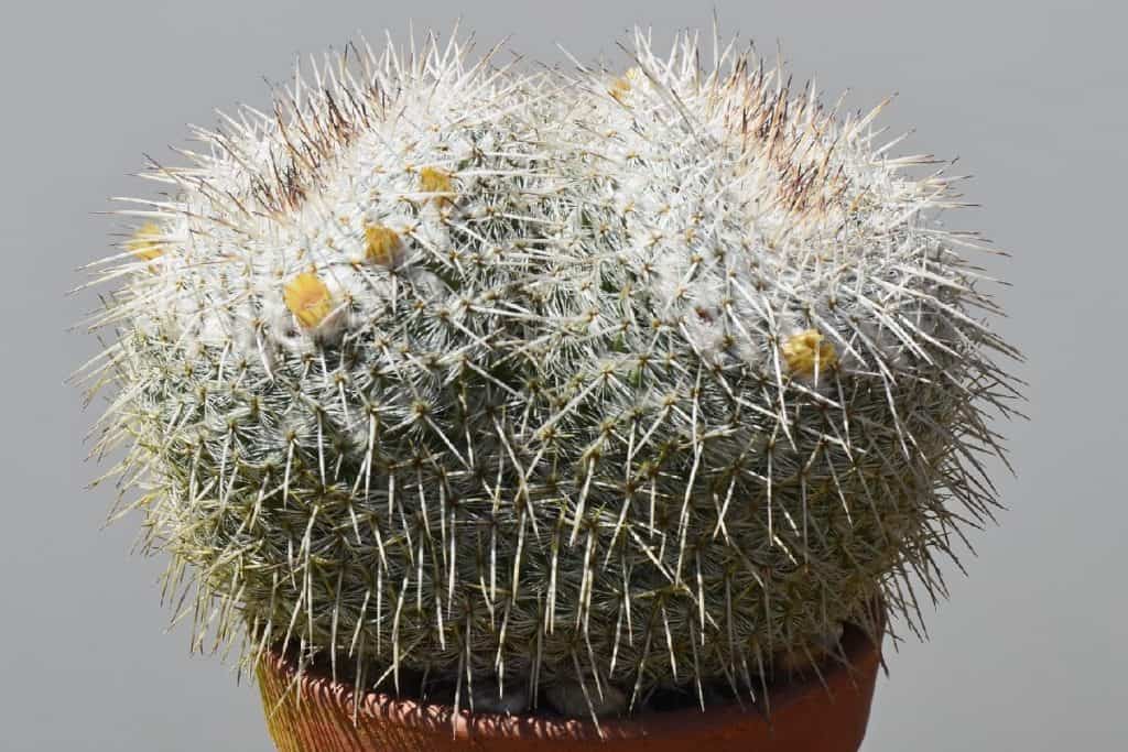 mammillaria parkinsonii