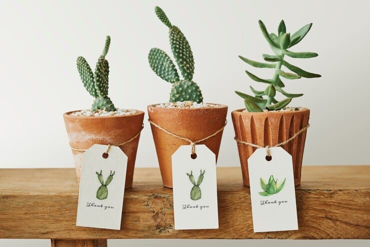 plants gift wrapping ideas