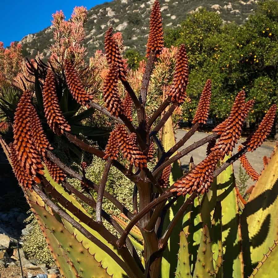 aloe marlothii