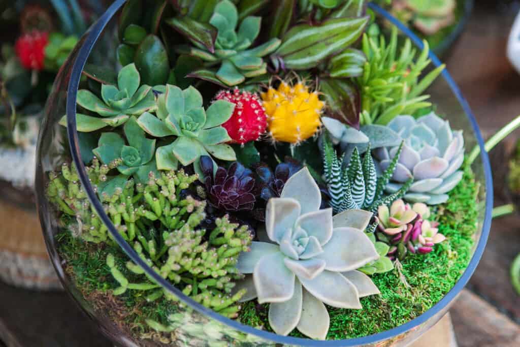 can cacti and succulents be planted together in a terrarium