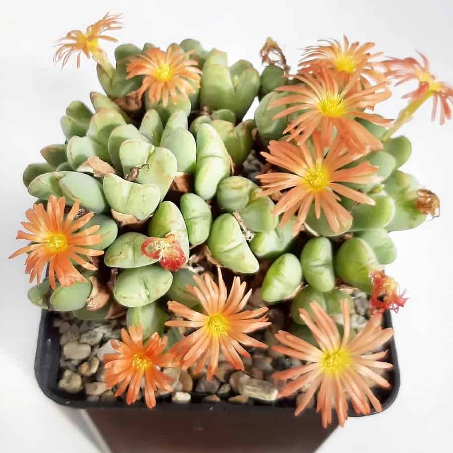 conophytum frutescens