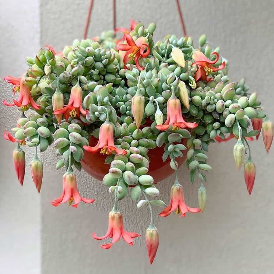 cotyledon pendens