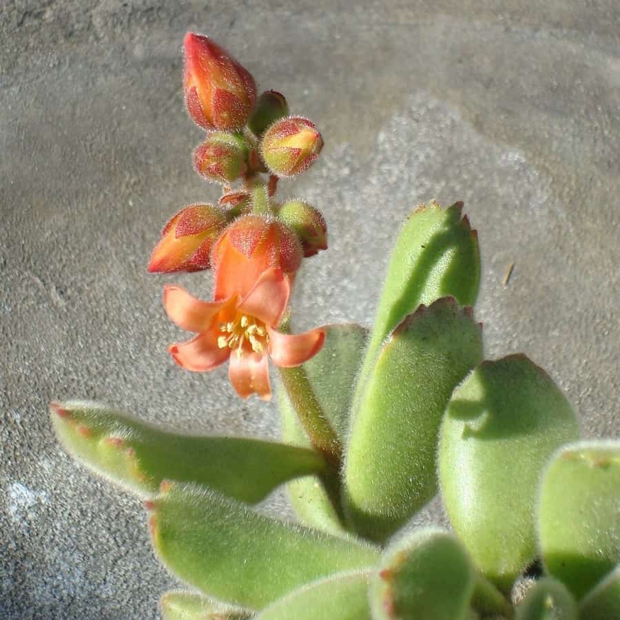 cotyledon tomentosa