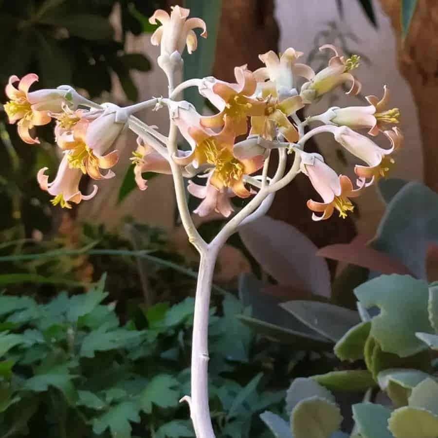 cotyledon undulata