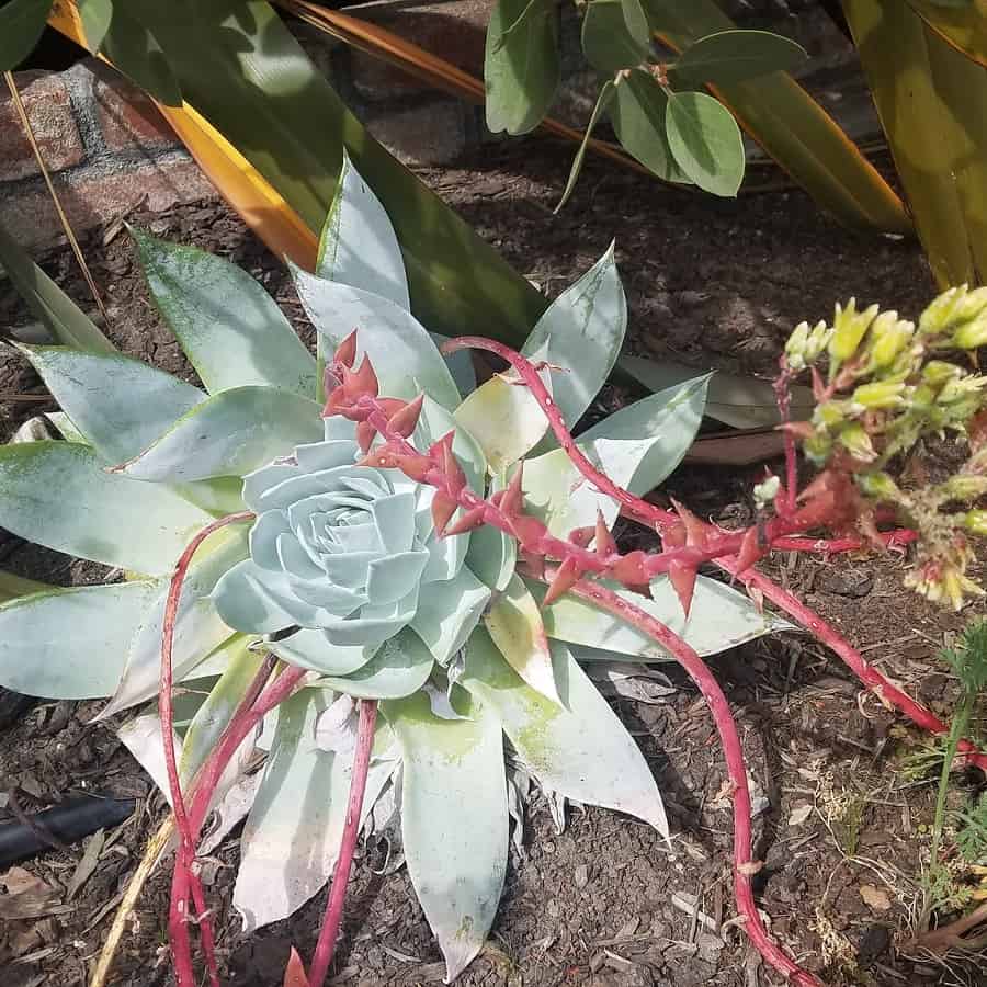 dudleya brittonii