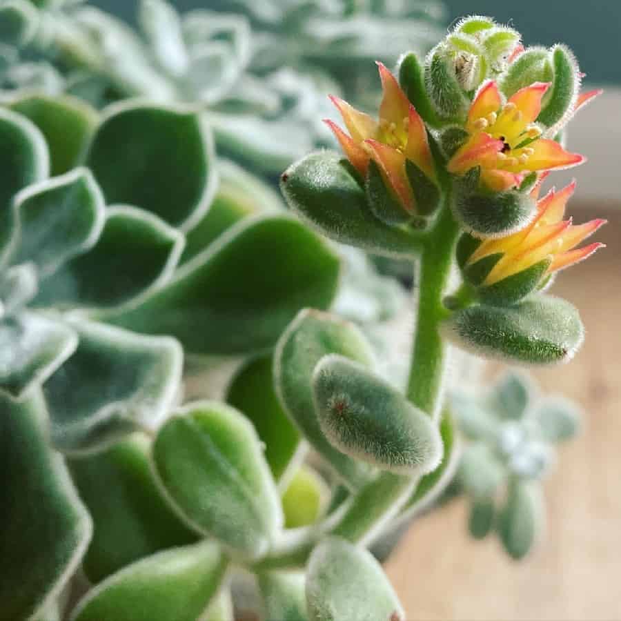 echeveria 'doris taylor'