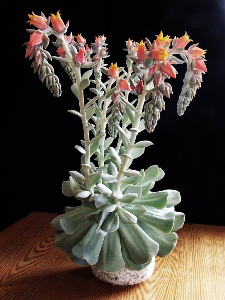 echeveria runyonii cv. topsy turvy