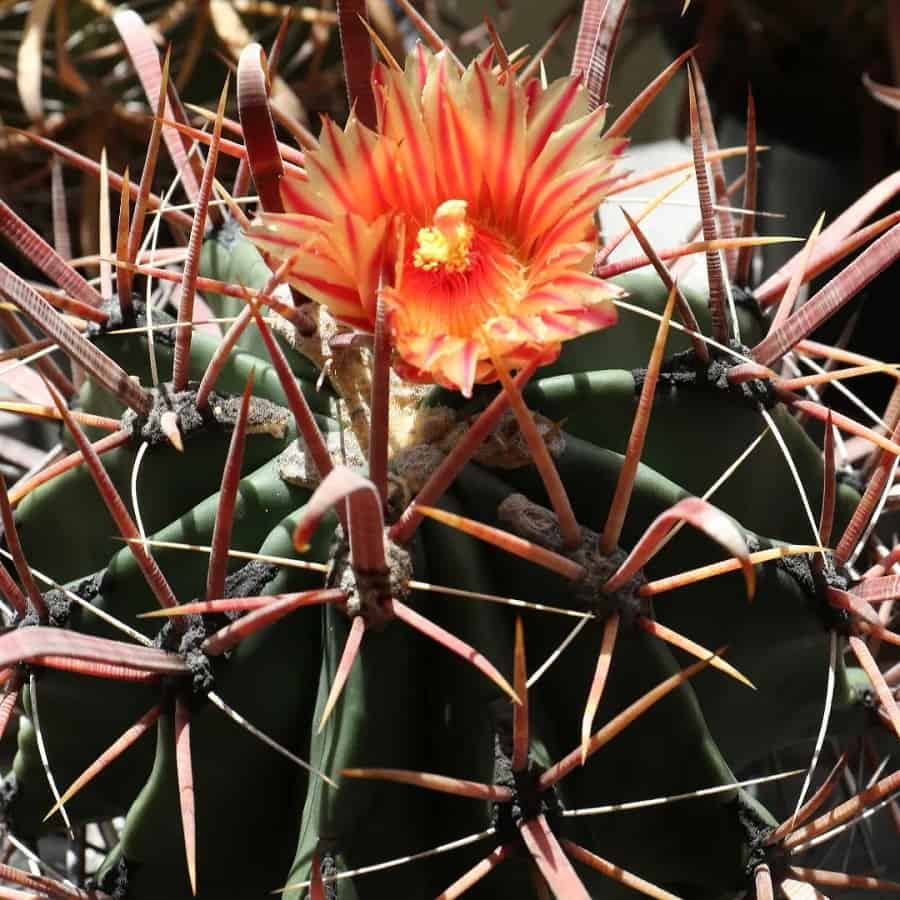 ferocactus cylindraceus