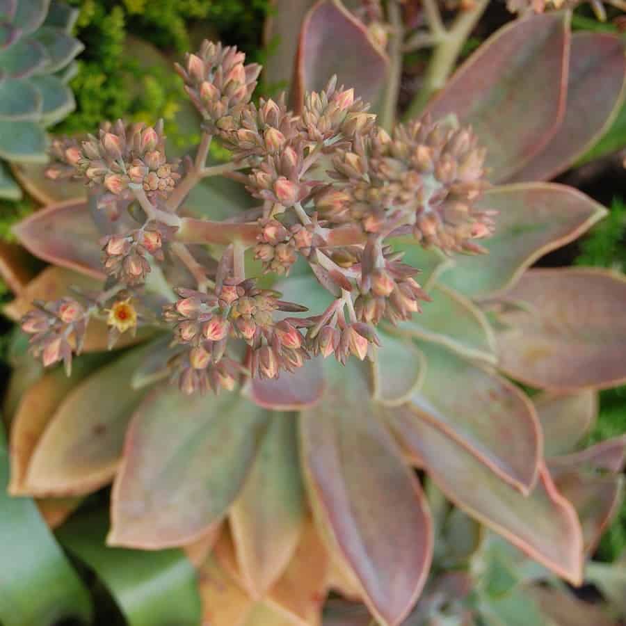 graptoveria cv. fred ives