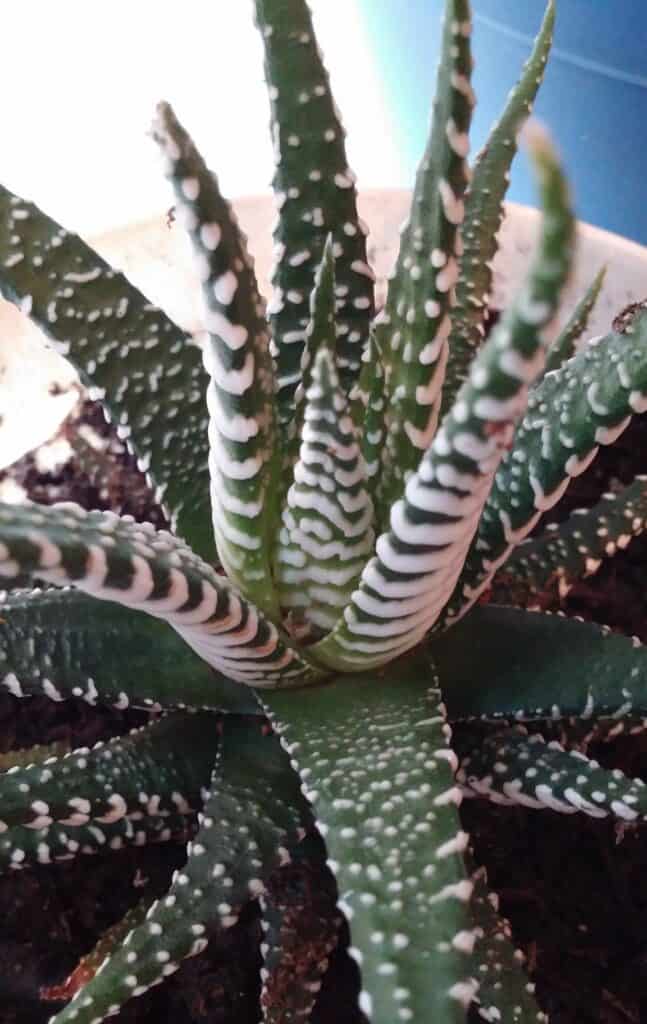 haworthia attenuata