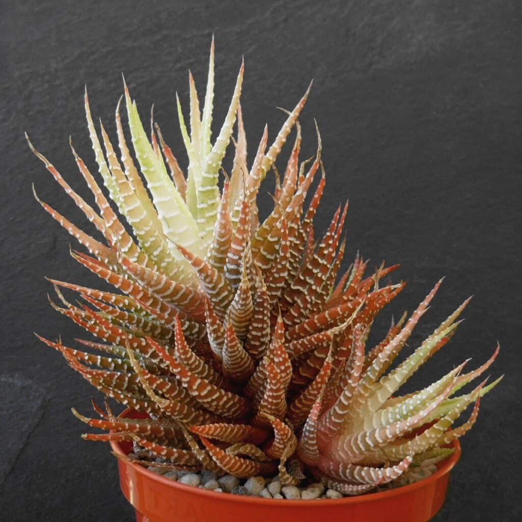 haworthia attenuata