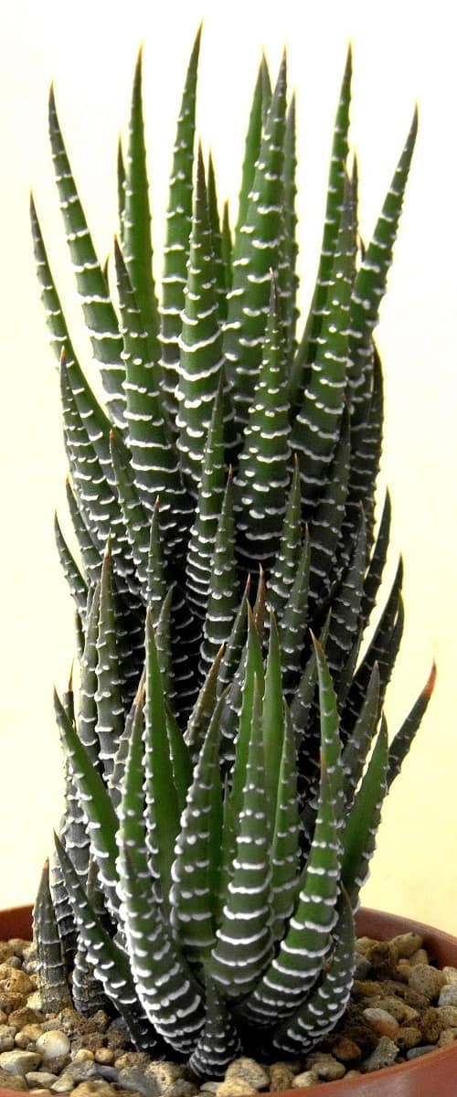 Haworthia Fasciata Vs Haworthia Attenuata Understanding The Key