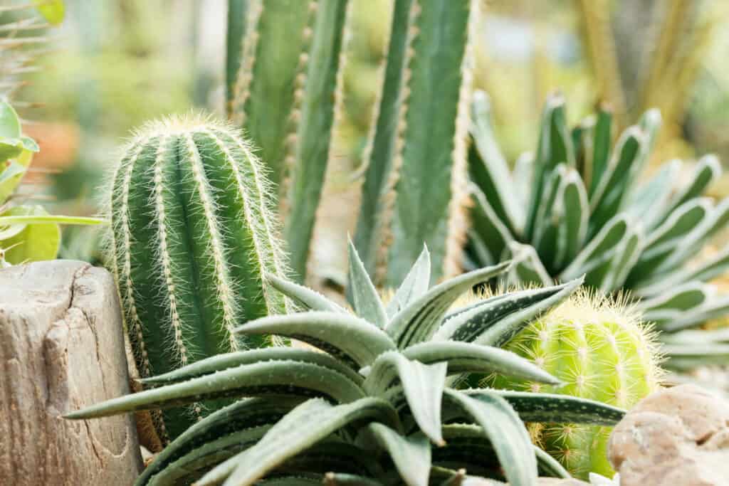 how to plant cactus and succulents together