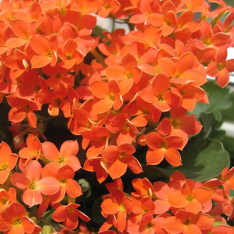 kalanchoe blossfeldiana 'orange'