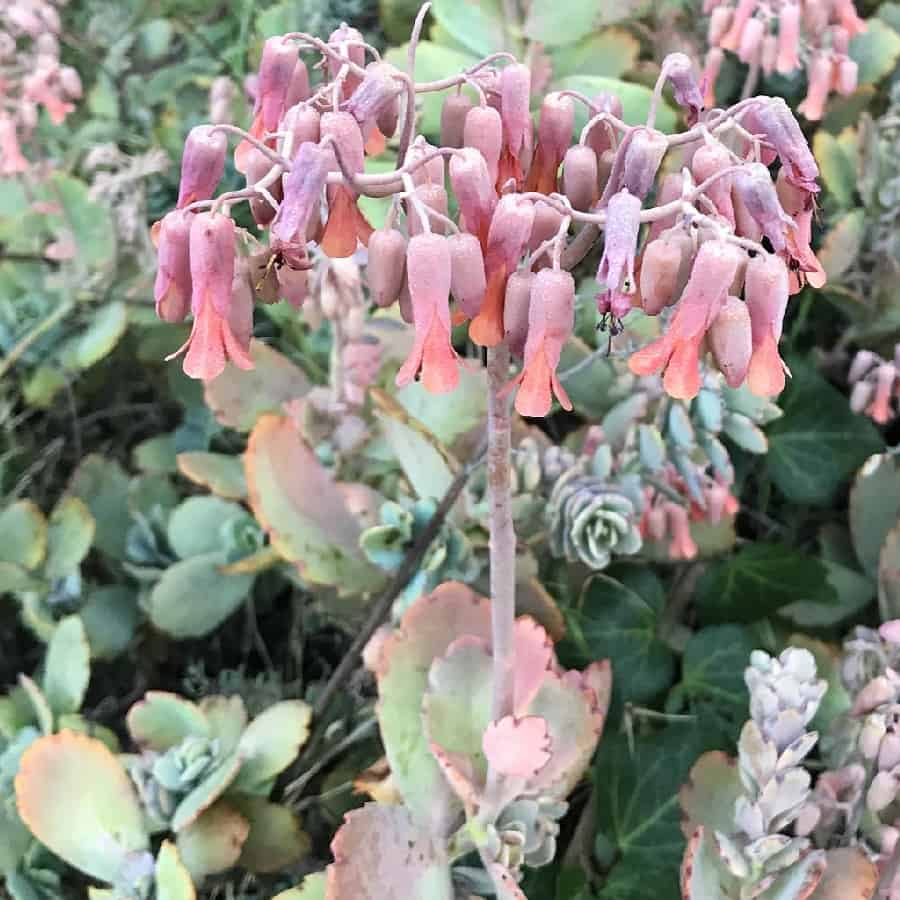 kalanchoe fedtschenkoi