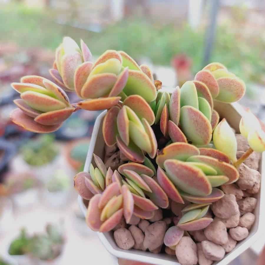 kalanchoe rotundifolia succulent