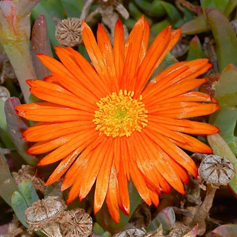 lampranthus aurantiacus