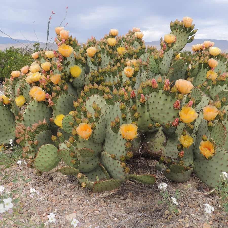 opuntia rufida