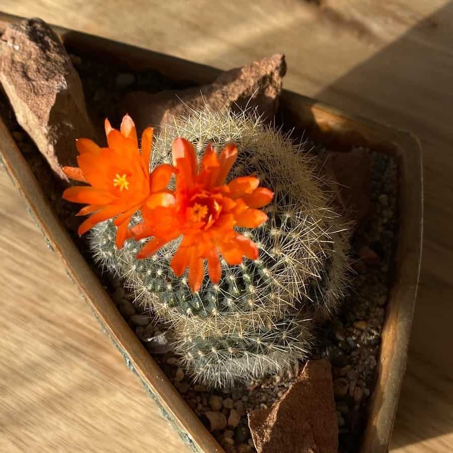 rebutia fiebrigii