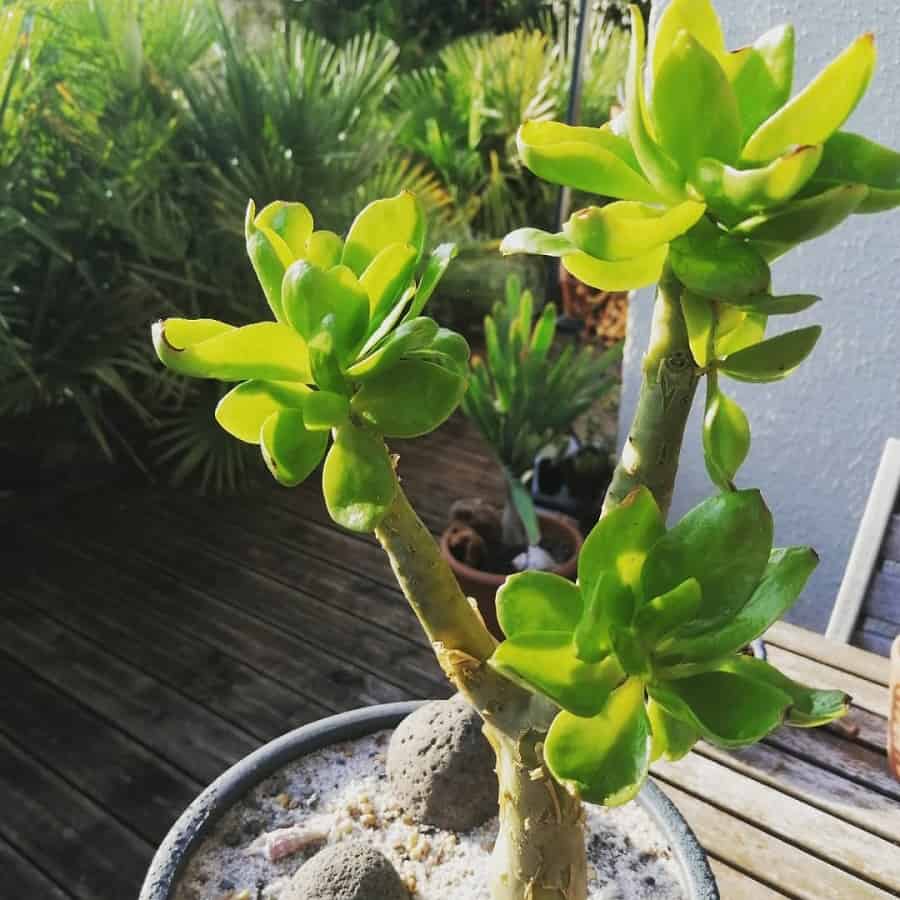 tylecodon paniculatus succulent