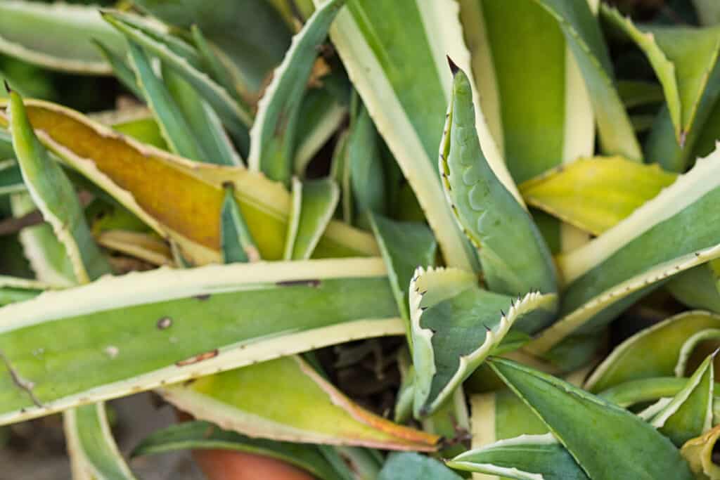 agave leaves turning yellow