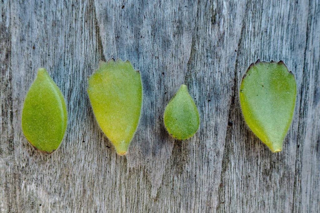 bear paw succulent leaf propagation