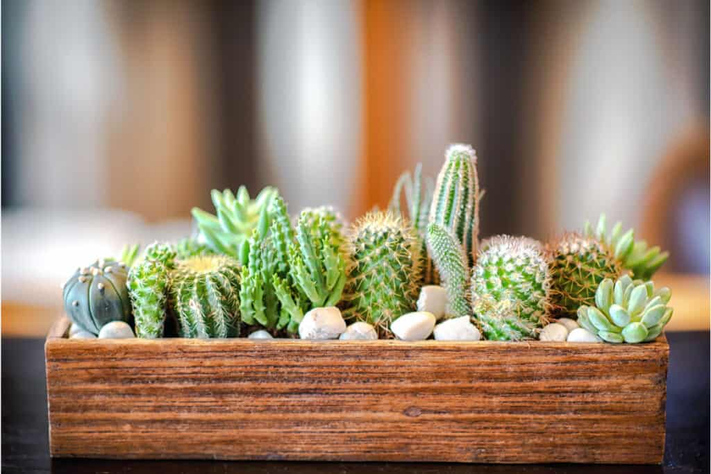best cactus for indoors