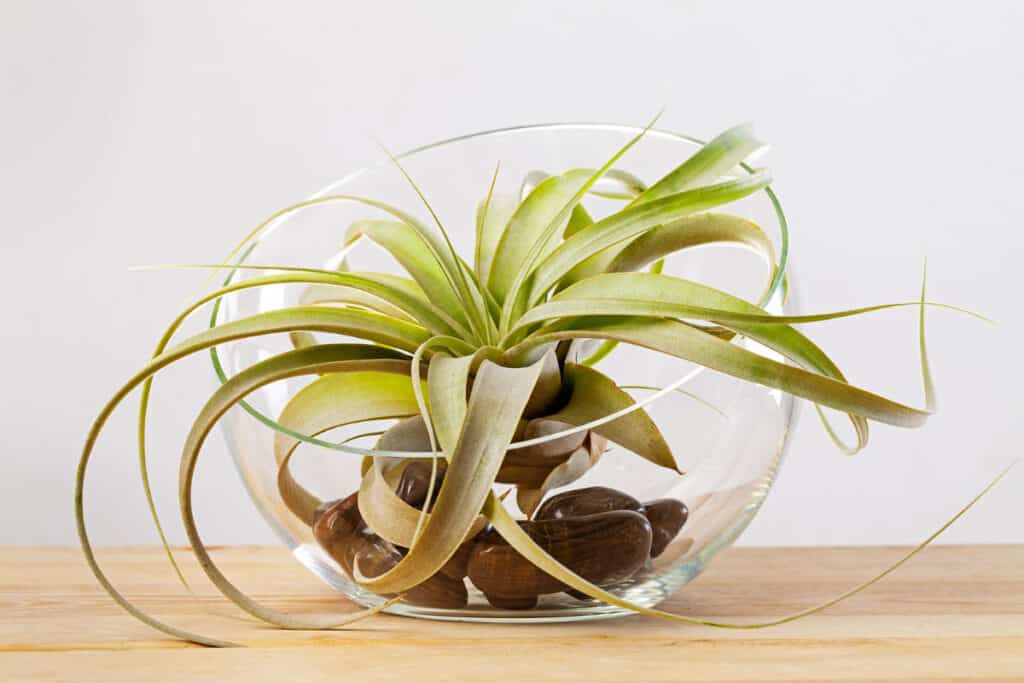 xerographica air plant care