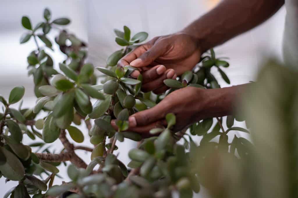 get rid of bugs on jade plant