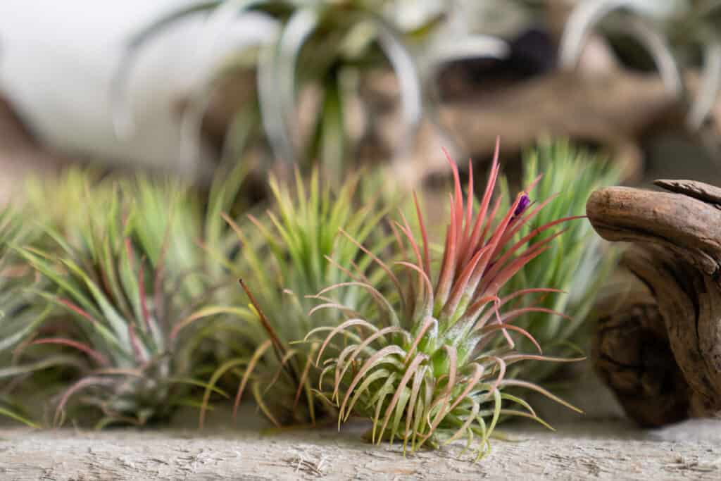 how to grow air plants from seed