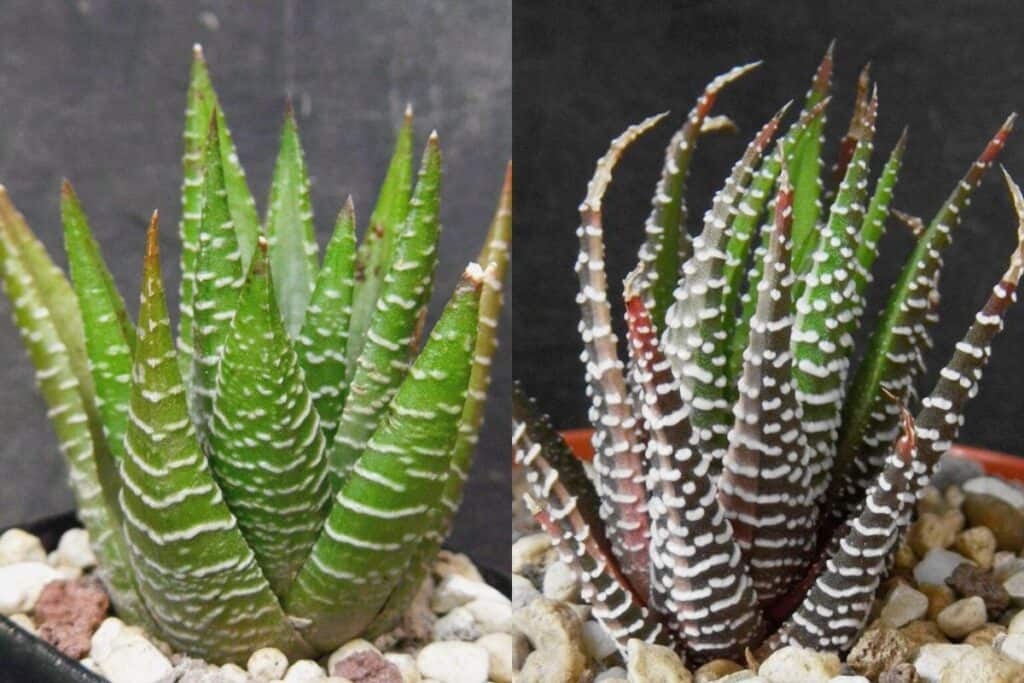 haworthia fasciata vs haworthia attenuata