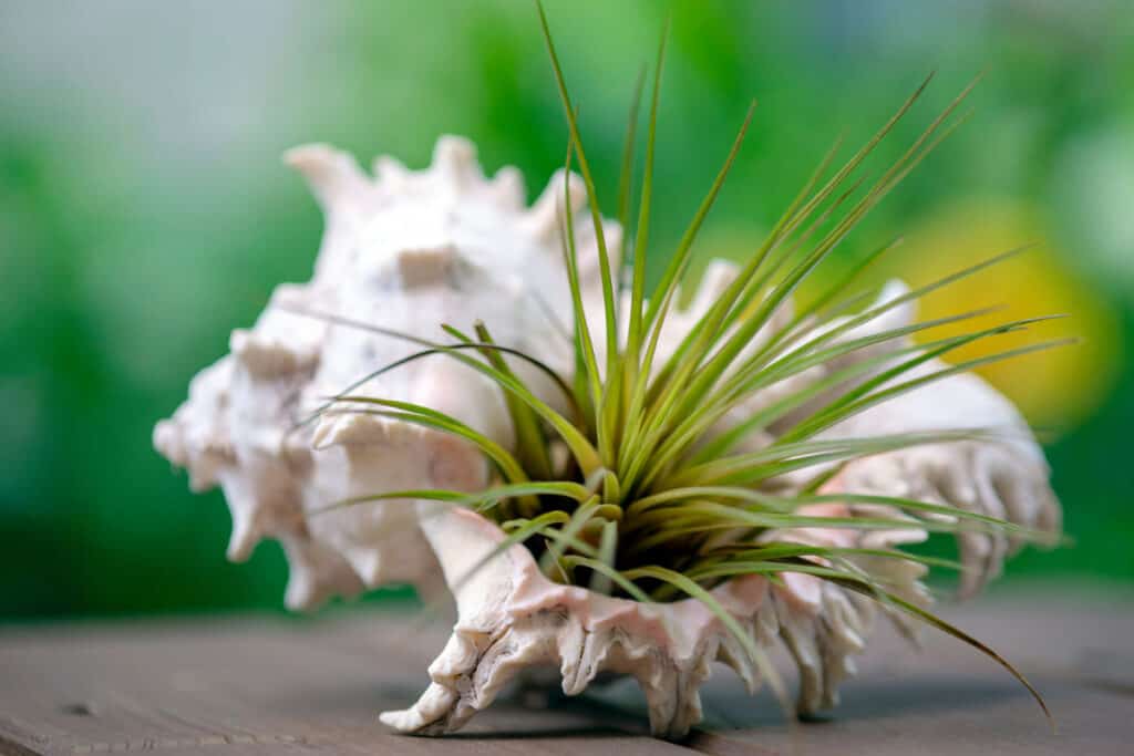 how to grow air plants from seed