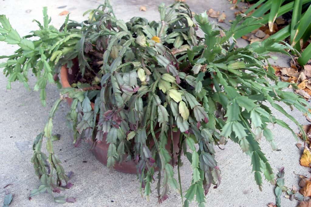 how to revive a christmas cactus