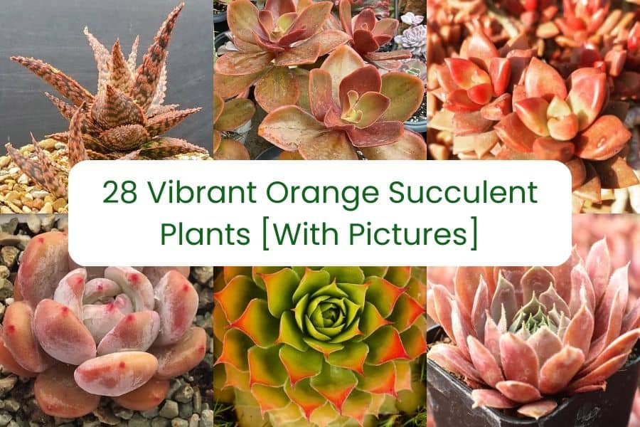 orange succulent plants