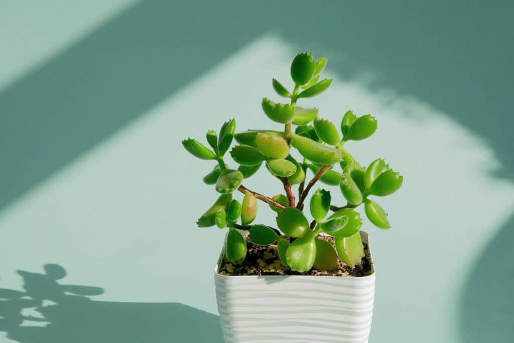 propagating bear paw succulent