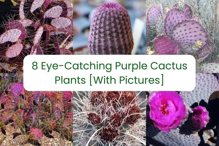 purple cactus plants