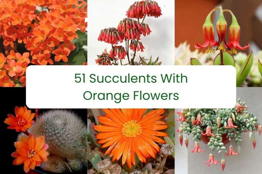 succulents with orange flowers