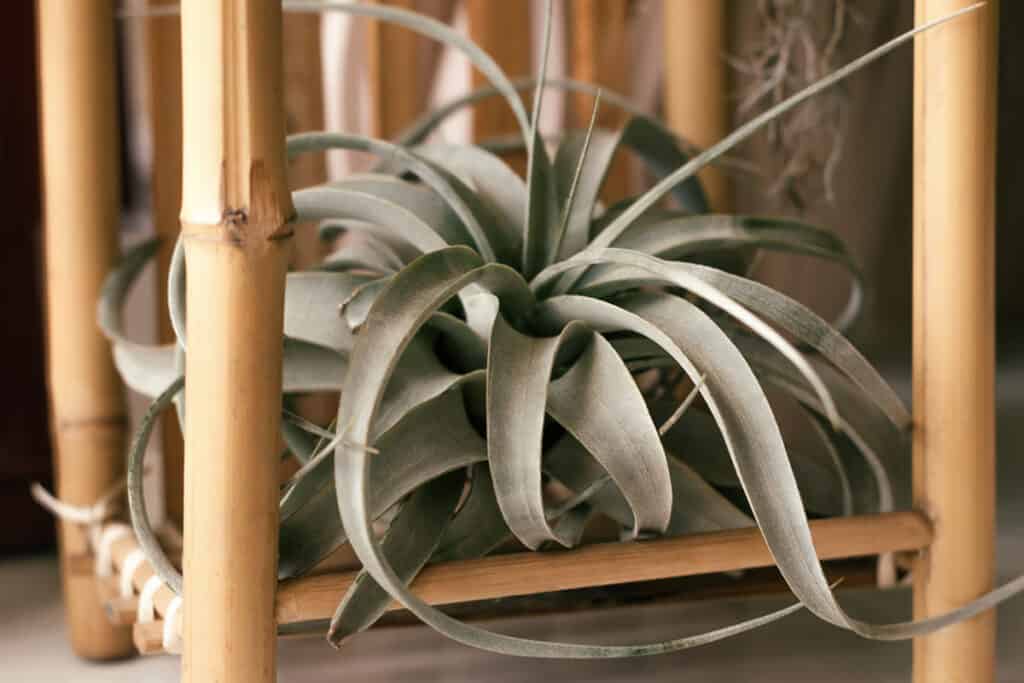 xerographica air plant care