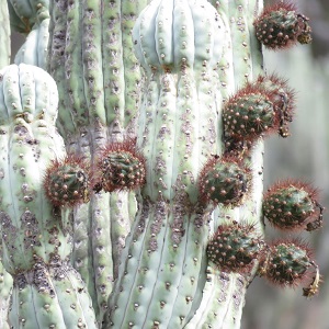 armatocereus rauhii