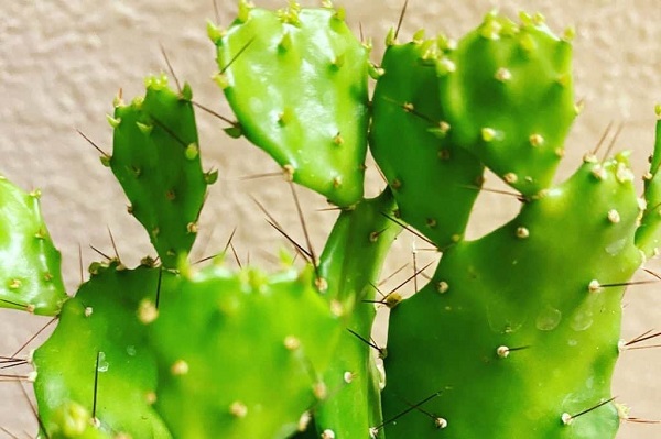 opuntia argentina